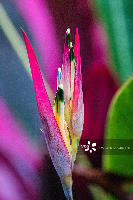 鹦鹉赫蕉花图片素材