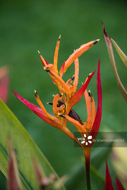 鹦鹉赫蕉图片素材