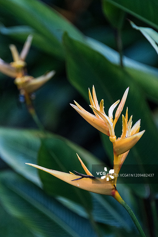 鹦鹉赫蕉图片素材