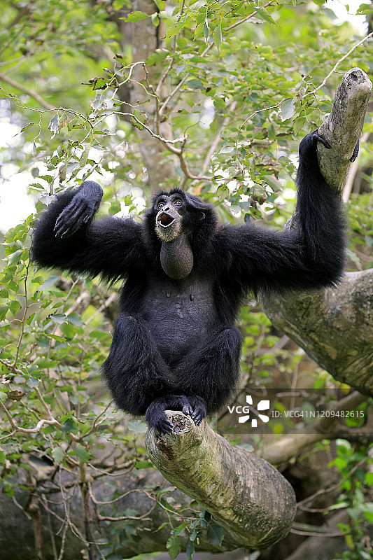 合趾猿成年个体鸣叫，人工饲养，东南亚图片素材