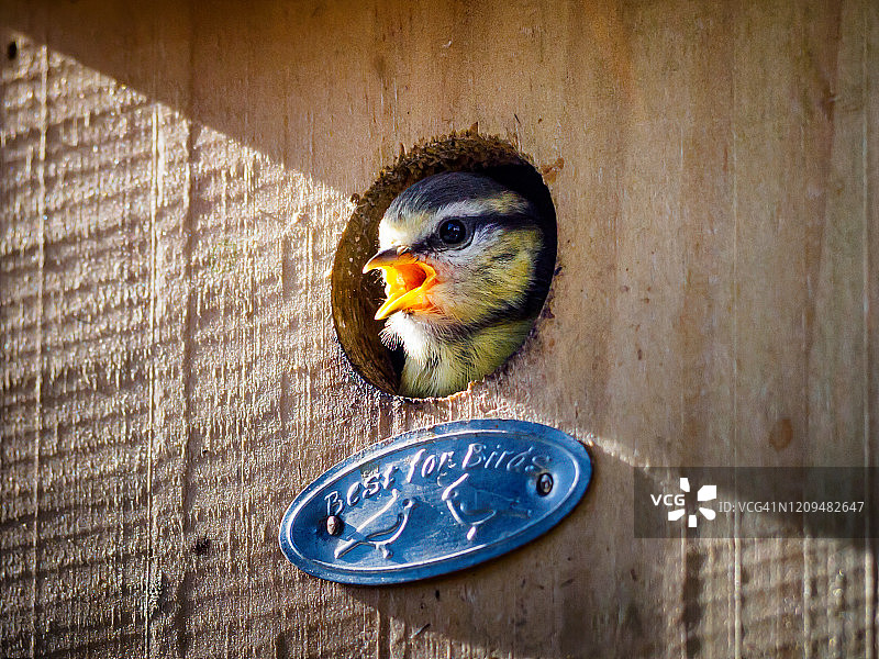 从巢箱里向外看的小蓝山雀图片素材