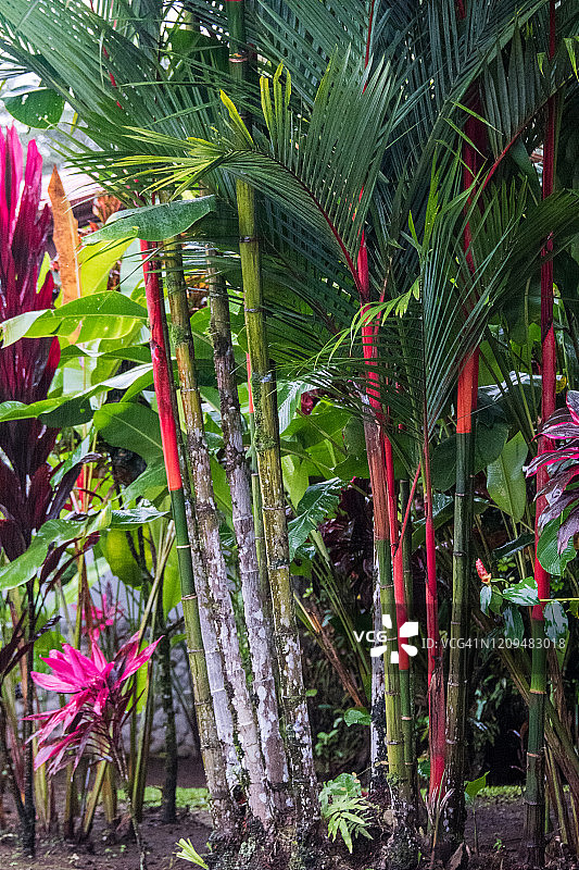 红棕榈图片素材