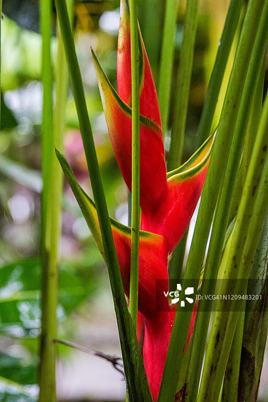 垂花赫蕉图片素材