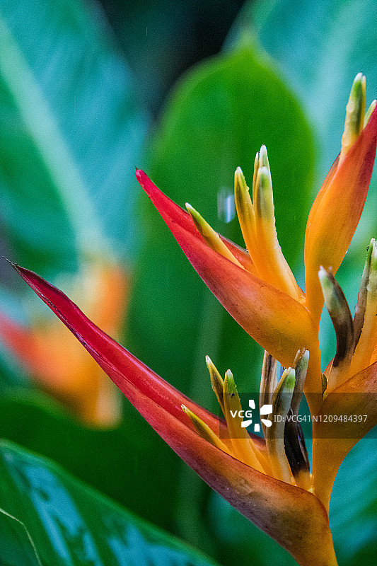 鹦鹉赫蕉花图片素材