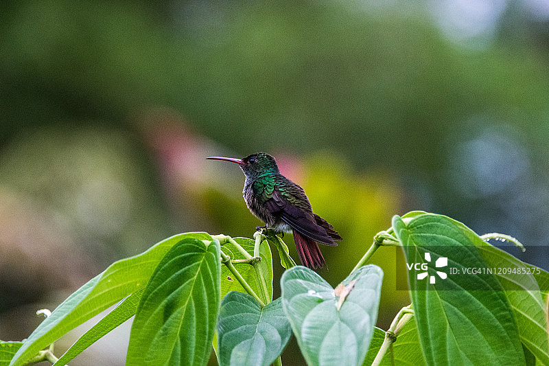 棕尾蜂鸟图片素材