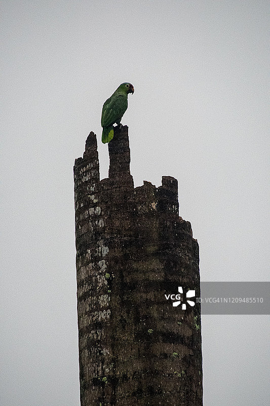 死树上的红额亚马逊鹦鹉图片素材