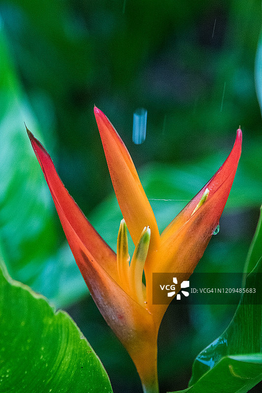 鹦鹉赫蕉花图片素材