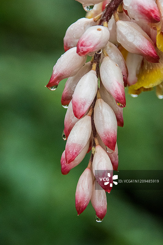 姜荷花图片素材