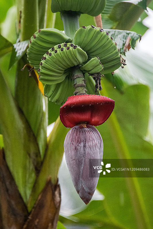 香蕉树上的香蕉束和假茎图片素材