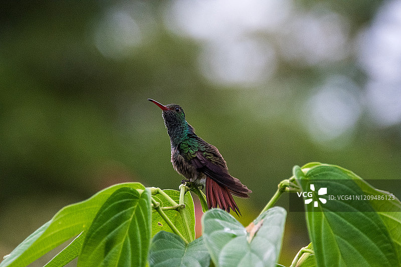 棕尾蜂鸟图片素材