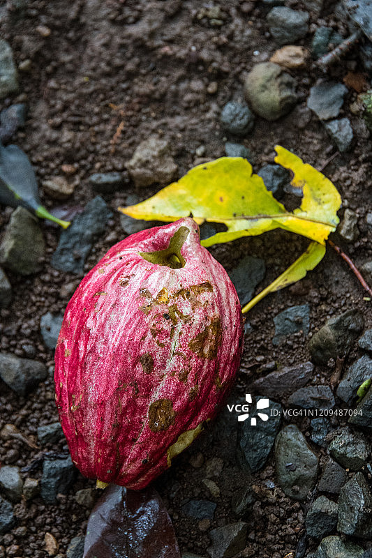 地上的可可豆图片素材