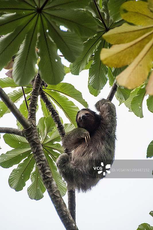树上的三趾树懒图片素材