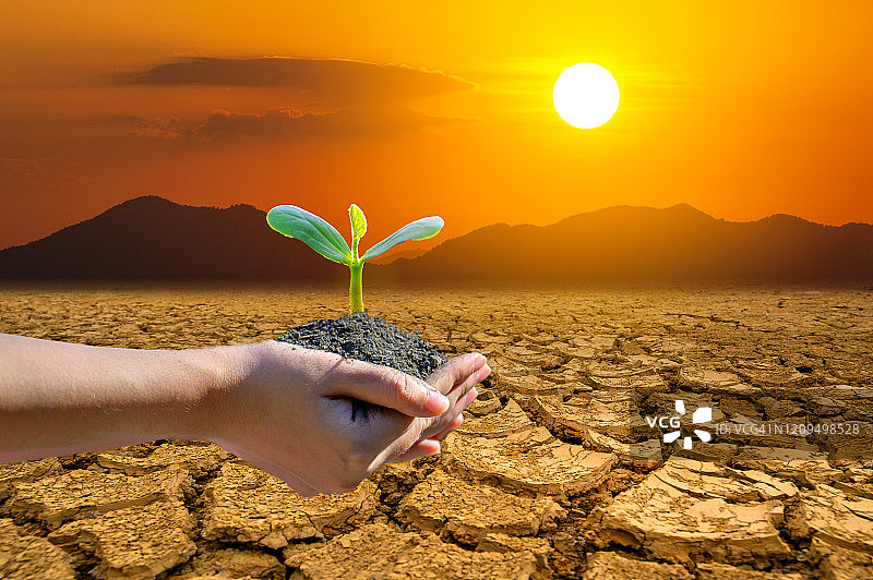 手在干旱地区种植树苗，全球变暖与环保图片素材
