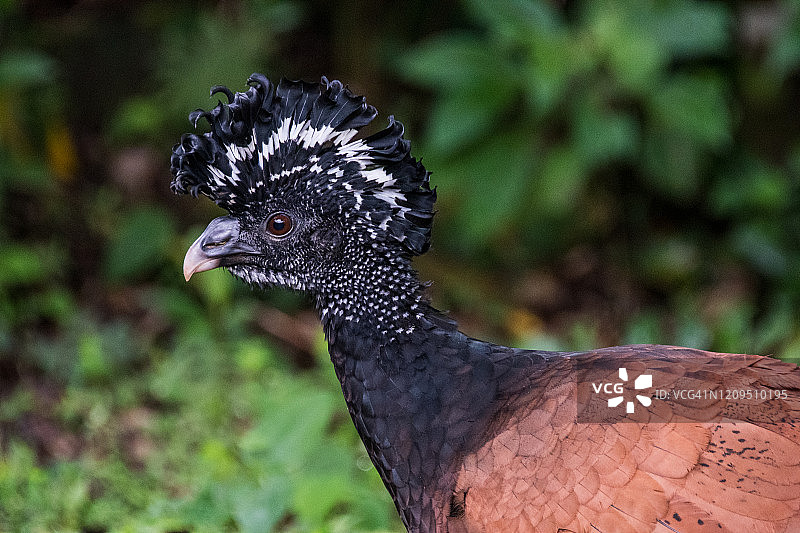 凤冠雉图片素材