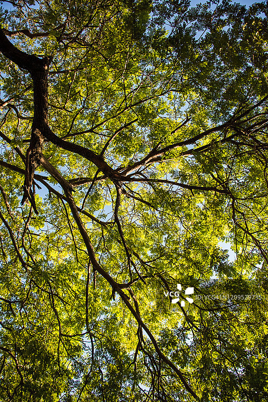 仰望雨树图片素材