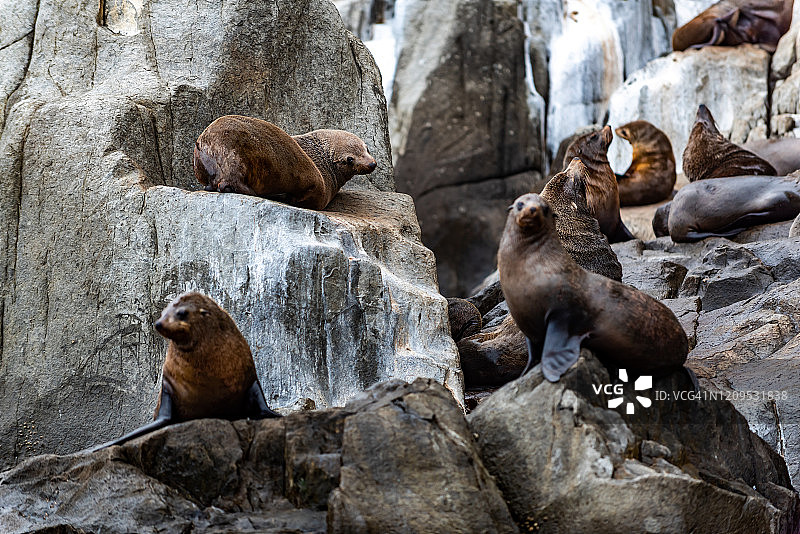 在塔斯马尼亚亚瑟港塔斯曼国家公园鹰爪颈海岸悬崖上放松的海豹图片素材