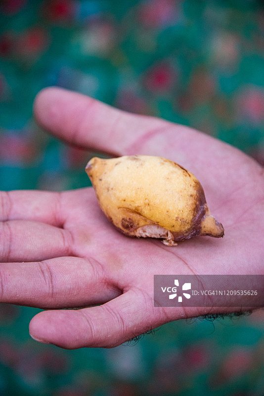 手持热带杏仁果实图片素材