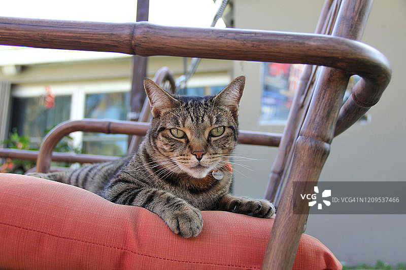 坐在露台家具上的户外家猫图片素材