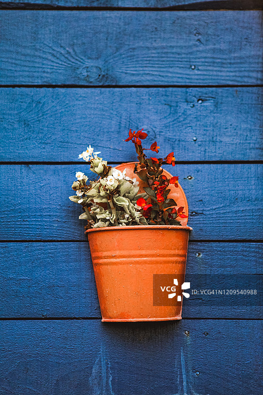 悬挂在墙上花盆里的花图片素材