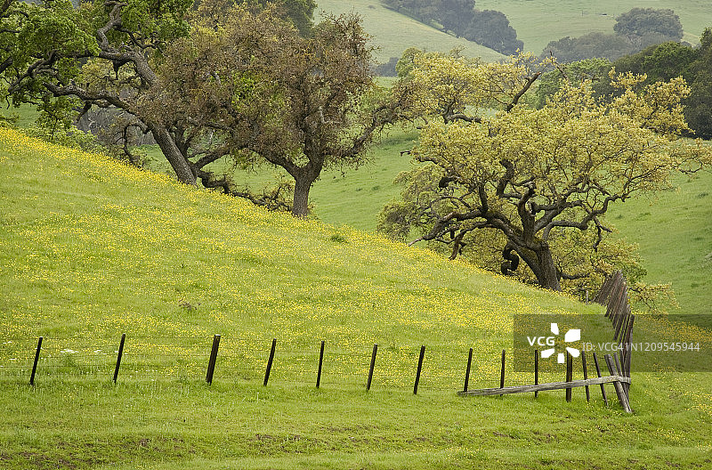 加利福尼亚吉尔罗伊春季的橡树和围栏图片素材