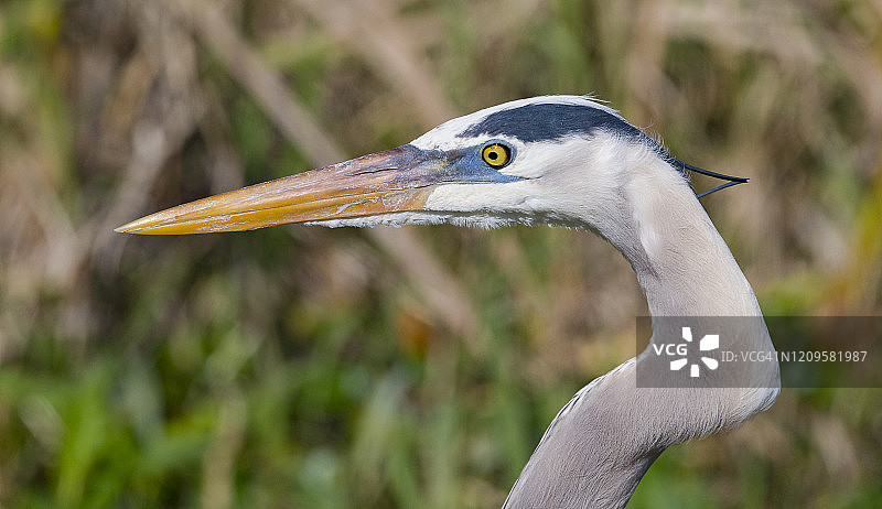 脖子弯曲的大蓝鹭头部图片素材