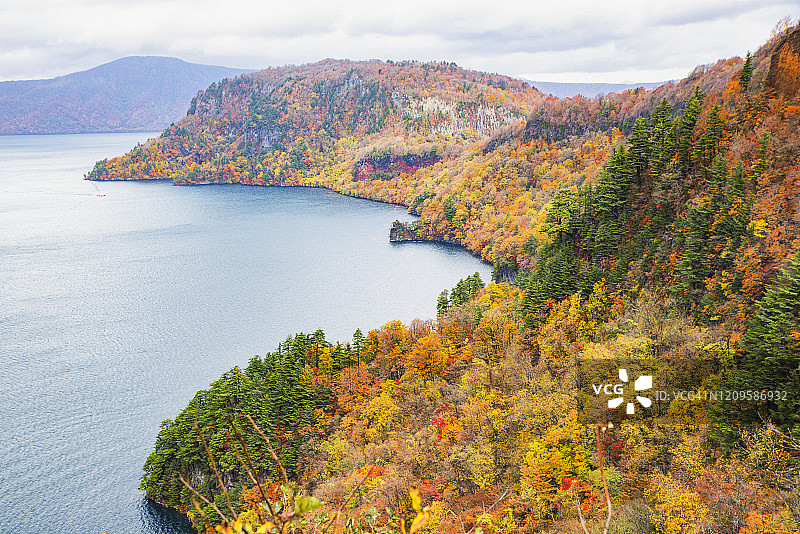 日本十和田湖畔的秋日枫树图片素材