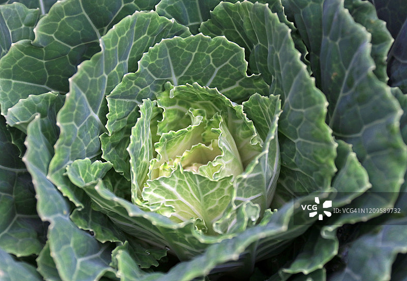 观赏甘蓝的高角度视图图片素材