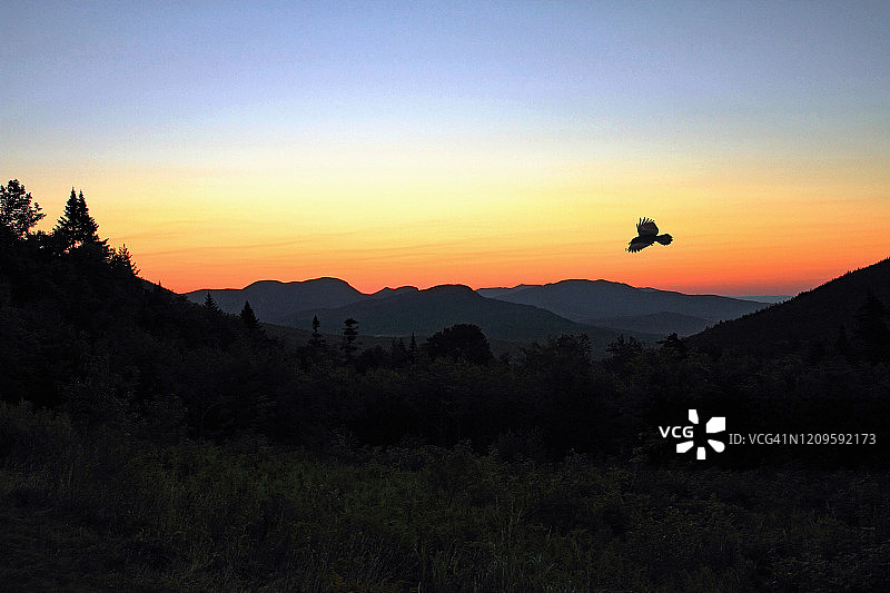 美国新罕布什尔州坎卡马格斯公路日出飞翔的黑鸟图片素材