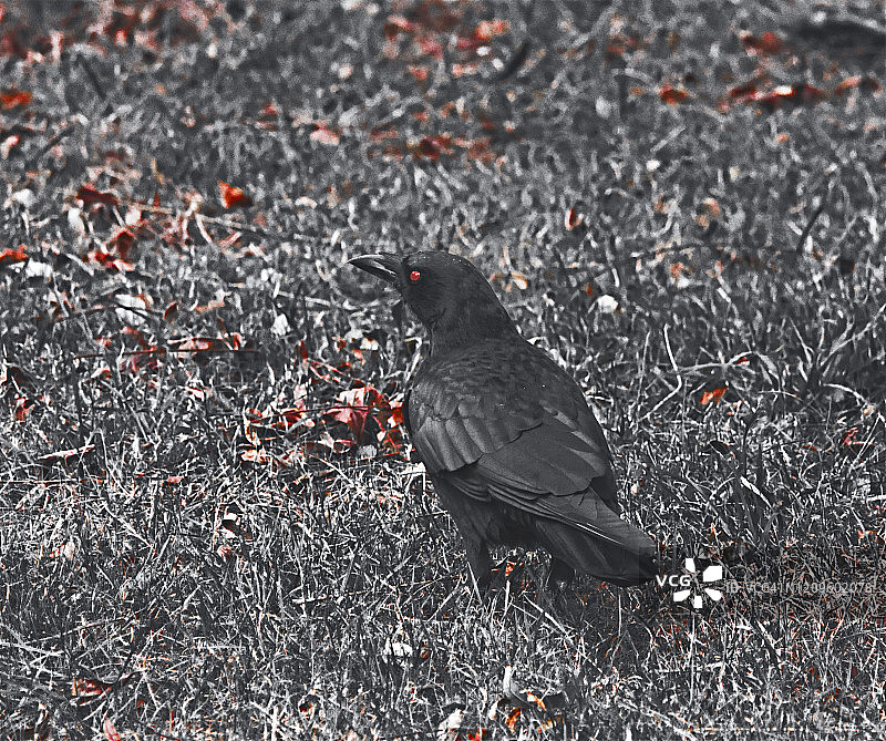 鲜血与乌鸦图片素材