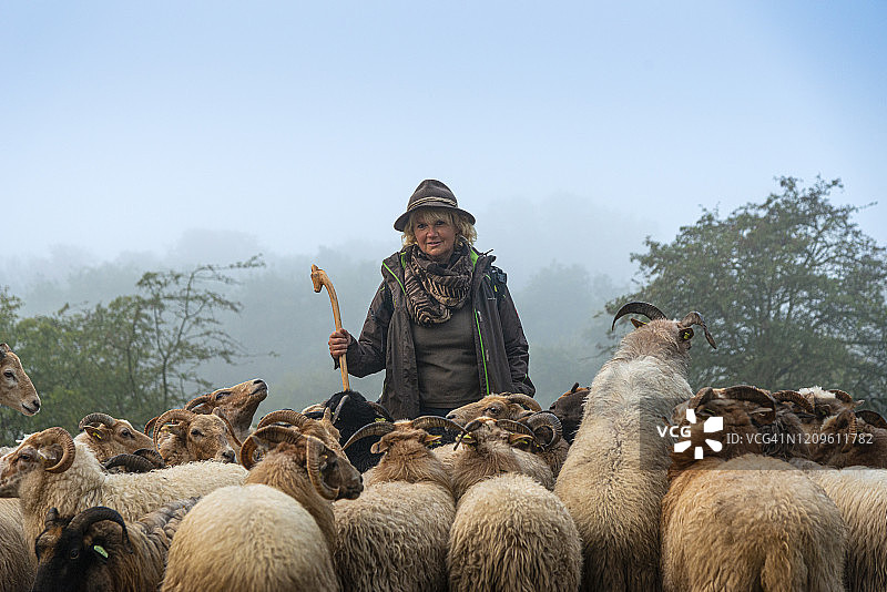 清晨雾中的女牧羊人和羊群图片素材