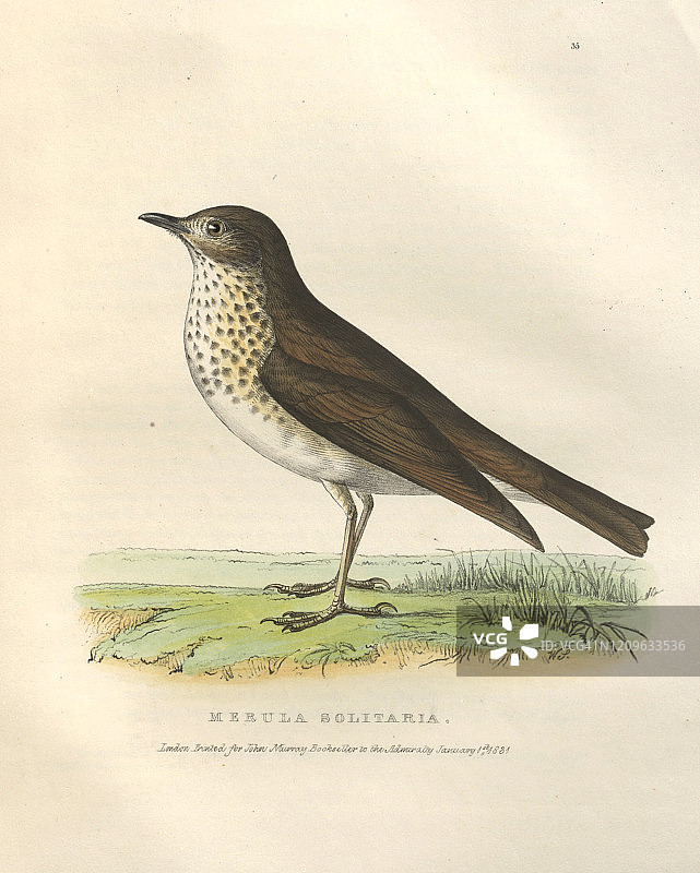 隐士鸫图片素材