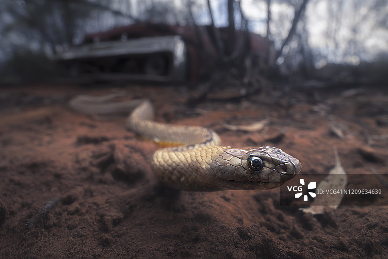 一条野生带状口鼻棕蛇从肌肉车的残骸下钻出图片素材