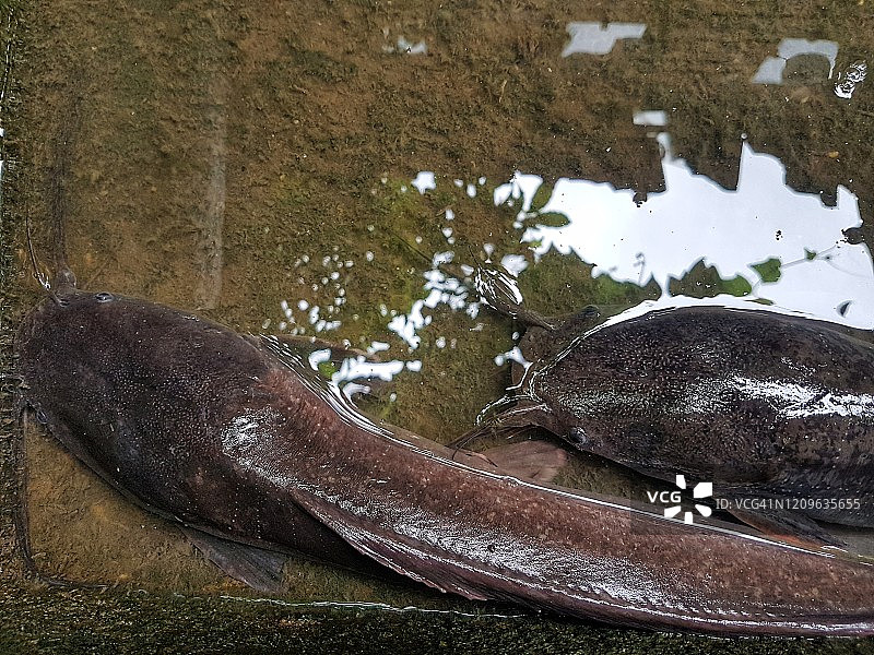 干涸池塘里的鲶鱼特写图片素材