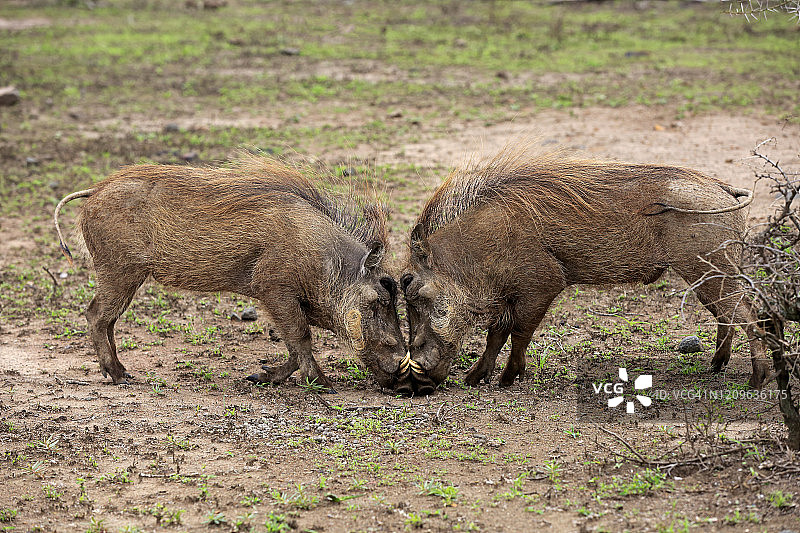 疣猪，两只成年雄性打斗，南非夸祖鲁-纳塔尔省赫卢赫卢韦-乌姆弗洛兹国家公园图片素材