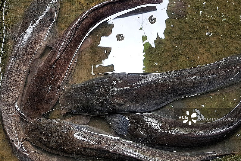 干涸池塘里的鲶鱼特写图片素材