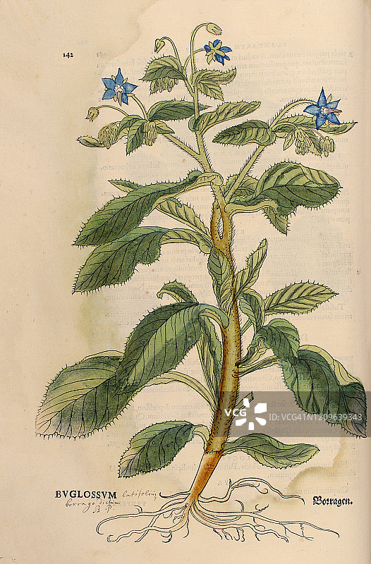 手绘琉璃苣木刻图片素材