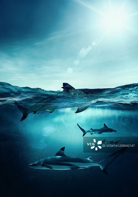 黑鳍鲨图片素材