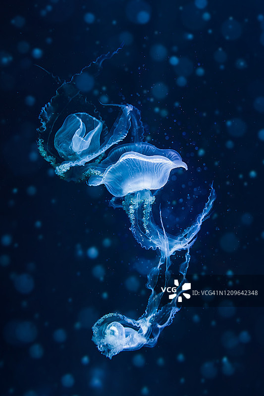 发光的水母图片素材