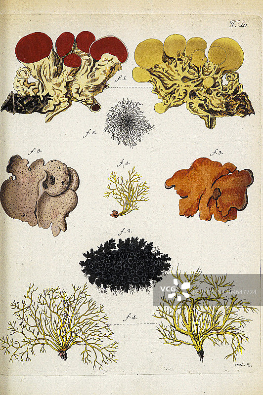 雅克金1781年植物插画图片素材