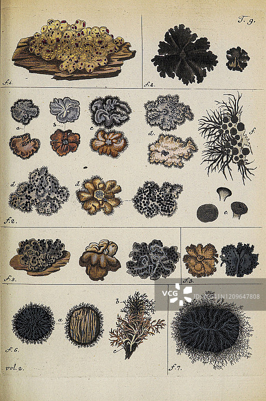 雅克金1781年植物插画图片素材