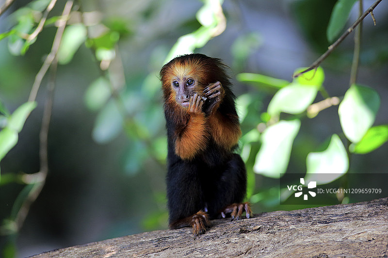 树上进食的金头狮面狨图片素材