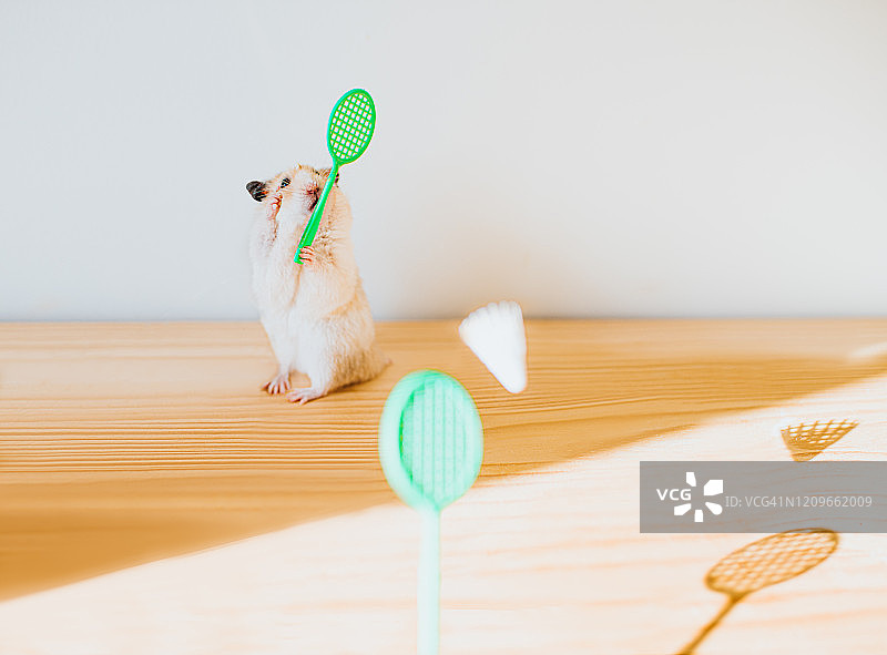 打羽毛球的仓鼠图片素材