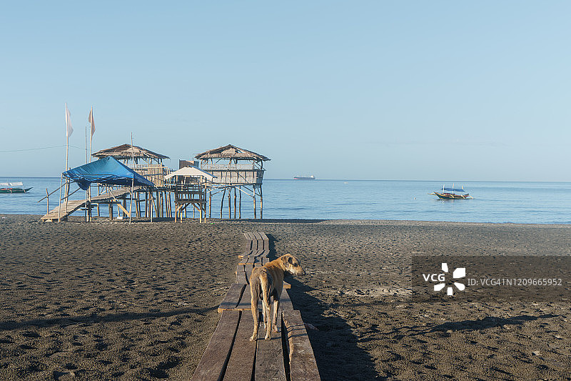 莫龙海滩与流浪狗图片素材