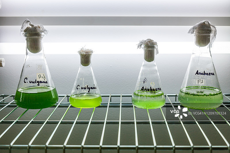 实验室培养瓶中生长的绿色藻类图片素材
