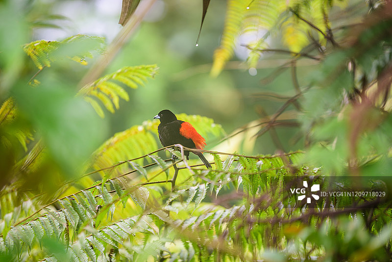 红腰唐纳雀图片素材