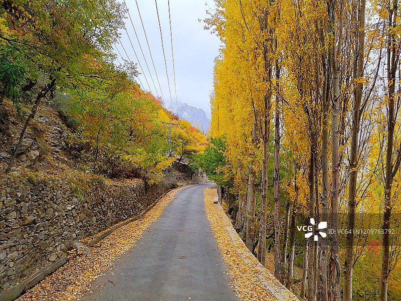 穿过秋树和落叶的道路图片素材