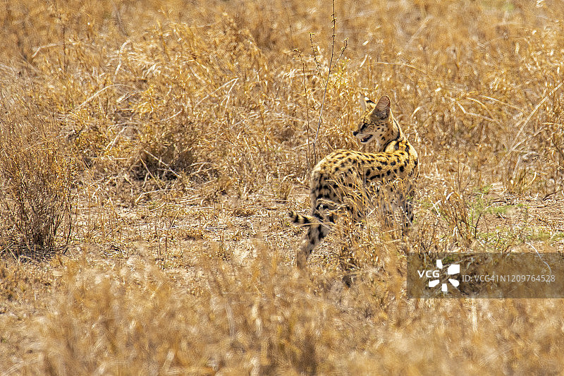 塞伦盖蒂国家公园的薮猫，坦桑尼亚图片素材