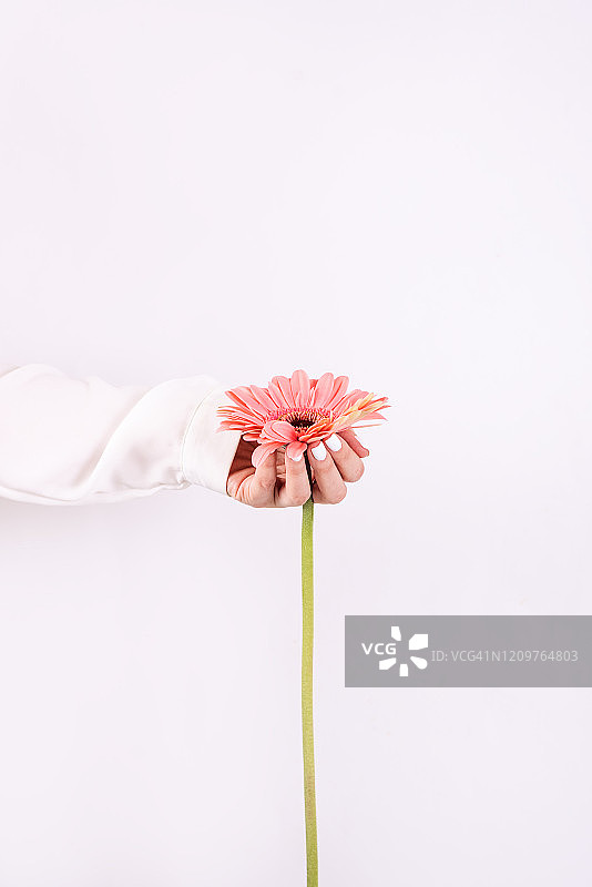 手持玫瑰的精致法式美甲图片素材