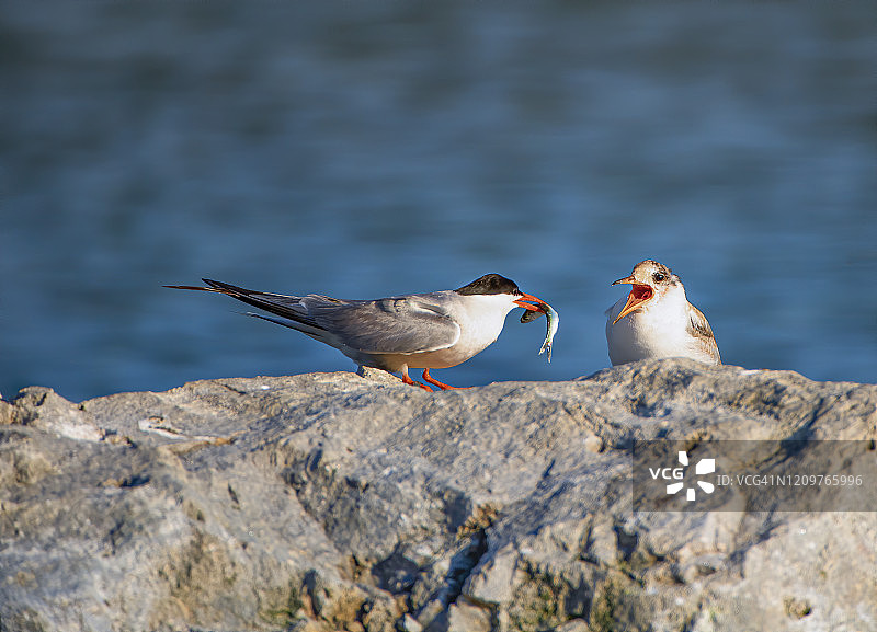 燕鸥喂食幼鸟图片素材
