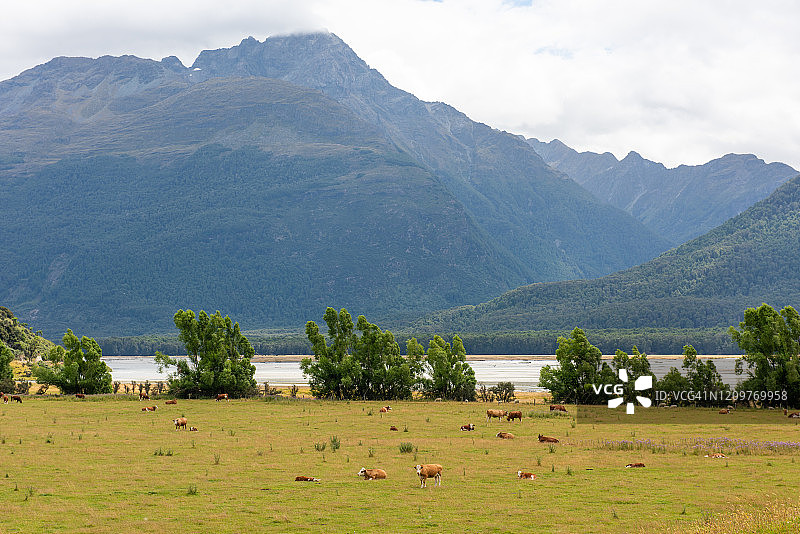新西兰格莱诺奇的美丽农场图片素材